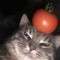 Cattomato