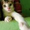 Srfahad